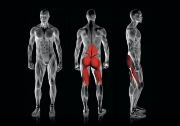 Rogers Pendulum Reverse Glute Ham - Image 2